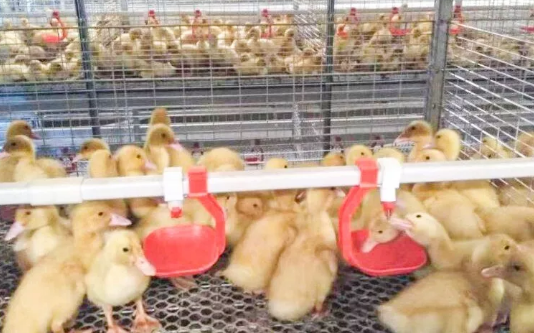 養(yǎng)鴨場(chǎng)老板：熱泵供暖溫度高，費(fèi)用比燒煤還??！